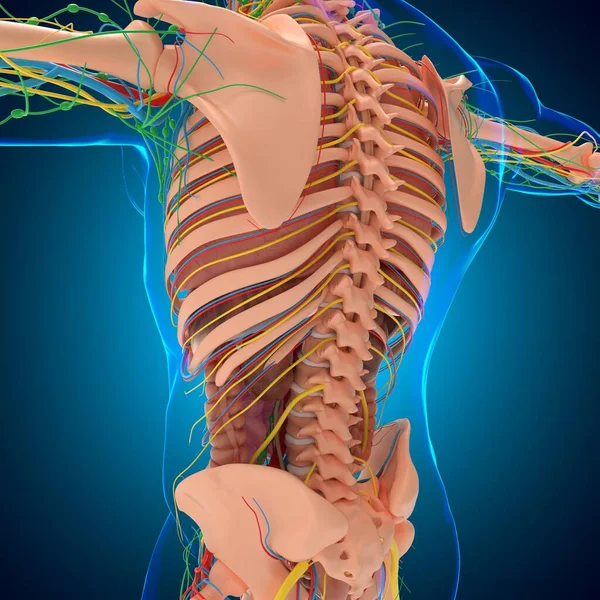 Ludzka Anatomia Dla Koncepcji Medycznej Ilustracja — Zdjęcie stockowe