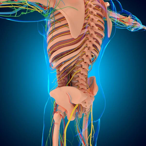Human Anatomy For medical concept 3D Illustration