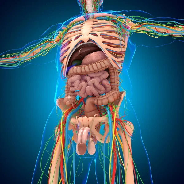 Anatomia Umana Concetto Medico Illustrazione — Foto Stock