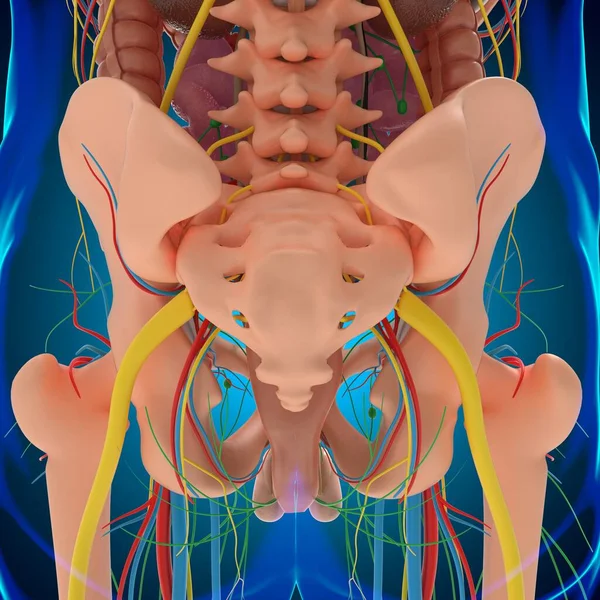 Anatomía Humana Para Concepto Médico Ilustración — Foto de Stock