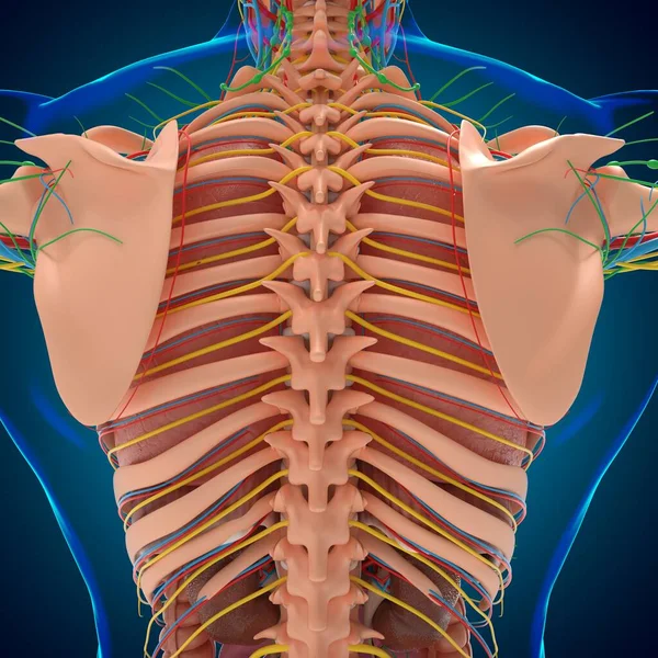 Ludzka Anatomia Dla Koncepcji Medycznej Ilustracja — Zdjęcie stockowe