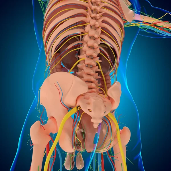Human Anatomy Medical Concept Illustration — Stock Photo, Image