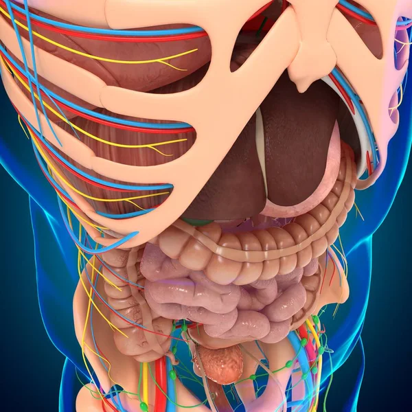 Анатомия Человека Медицинской Концепции Иллюстрация — стоковое фото