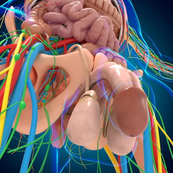 Anatomia Umana Concetto Medico Illustrazione — Foto Stock