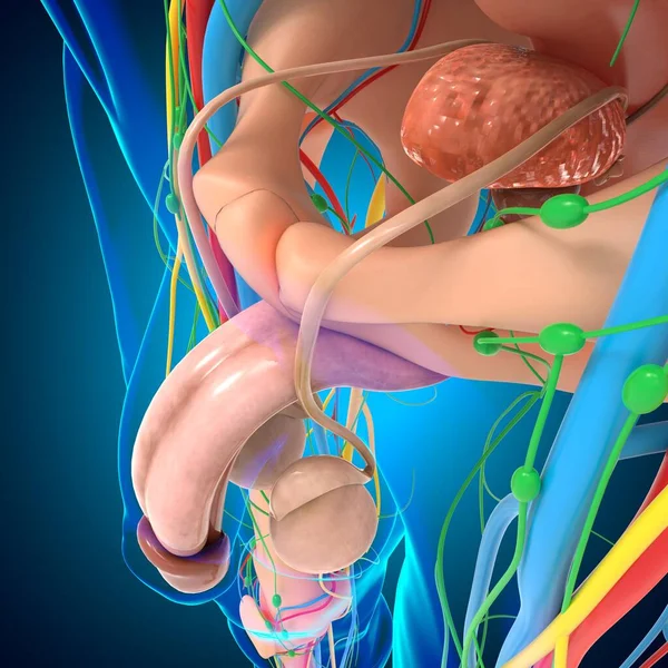 Anatomia Umana Concetto Medico Illustrazione — Foto Stock
