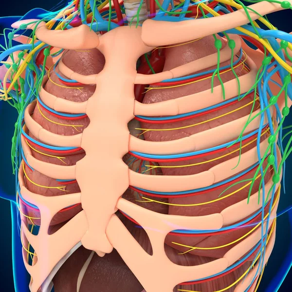 Menselijke Anatomie Voor Medisch Concept Illustratie — Stockfoto