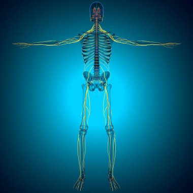 Tıbbi Konsept 3D Görüntü İçin İnsan Beyin İç Parçaları Anatomisi