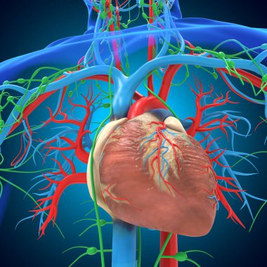 Tıbbi Konsept 3 boyutlu İllüstrasyon İçin Dolaşım Sistemi Anatomisi Olan İnsan Kalbi