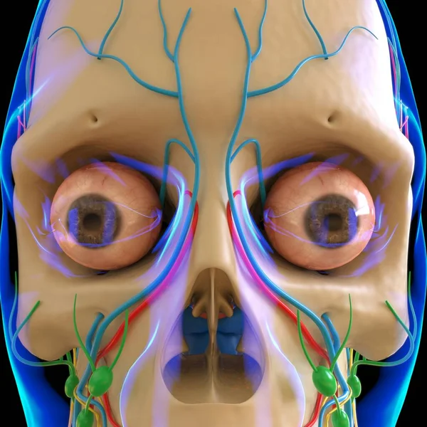 Anatomia Humana Para Conceito Médico Ilustração Render — Fotografia de Stock