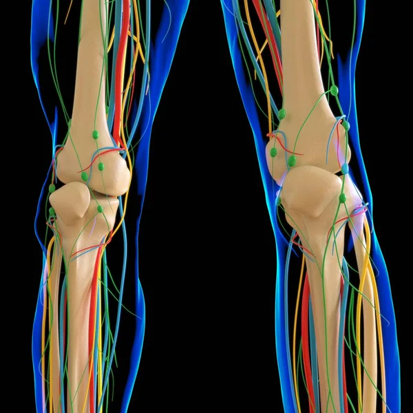 Anatomia Humana Para Conceito Médico Ilustração Render — Fotografia de Stock