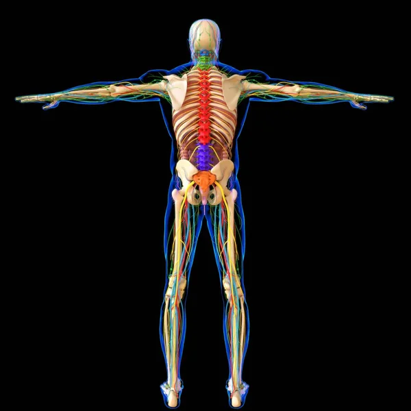 Menselijke Anatomie Voor Medisch Concept Illustratie Render — Stockfoto