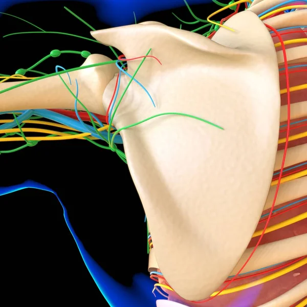 Tıbbi Konsept Için Nsan Anatomisi Resim Hazırlama — Stok fotoğraf