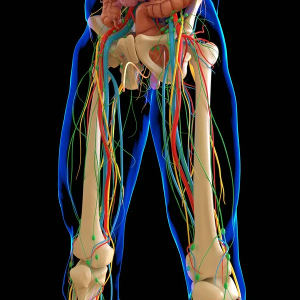 医学概念的人体解剖学3D图解绘制 — 图库照片