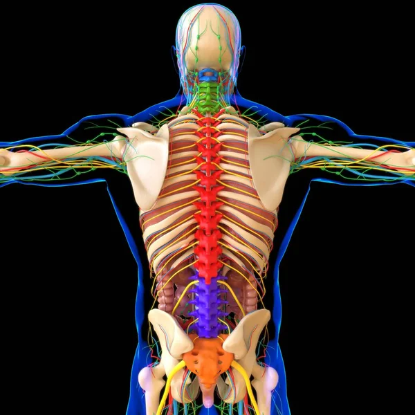 Human Anatomy Medical Concept Illustration Render — Stock Photo, Image