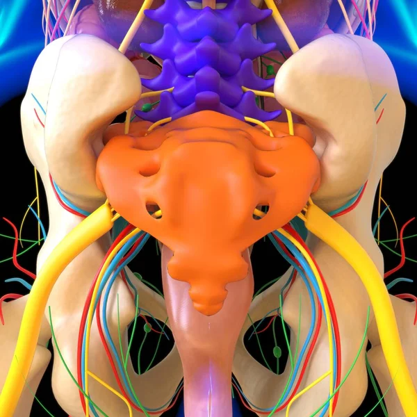 Anatomia Umana Concetto Medico Render Illustrazione — Foto Stock