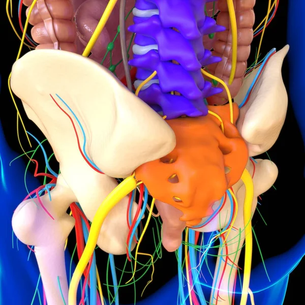 Anatomía Humana Para Concepto Médico Ilustración Render — Foto de Stock
