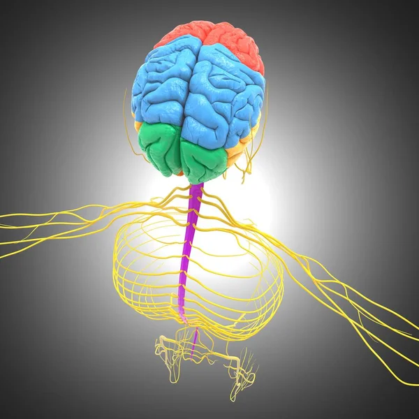 Anatomia Umana Dei Lobi Cerebrali Illustrazione Medica Concetto — Foto Stock
