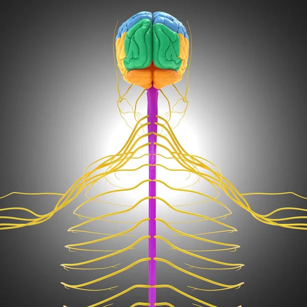 Human Brain Lobes Anatomy For Medical Concept 3D Illustration