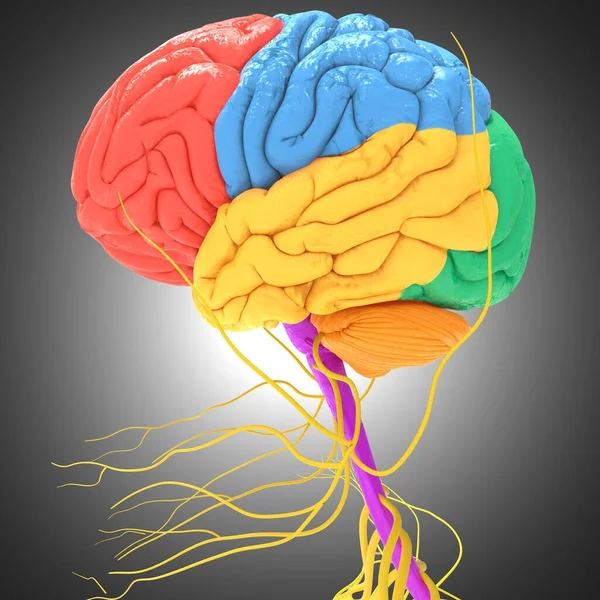 Human Brain Lobes Anatomy For Medical Concept 3D Illustration