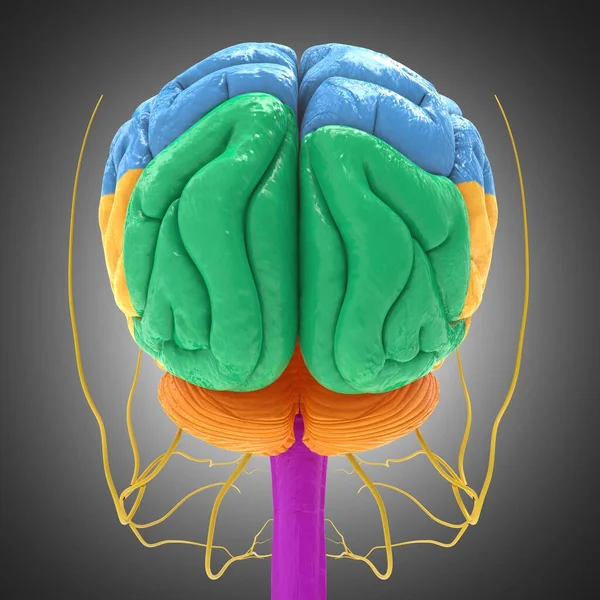 Human Brain Lobes Anatomy For Medical Concept 3D Illustration