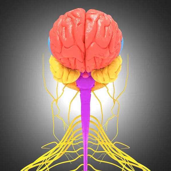 Anatomía Los Lóbulos Cerebrales Humanos Para Concepto Médico Ilustración — Foto de Stock