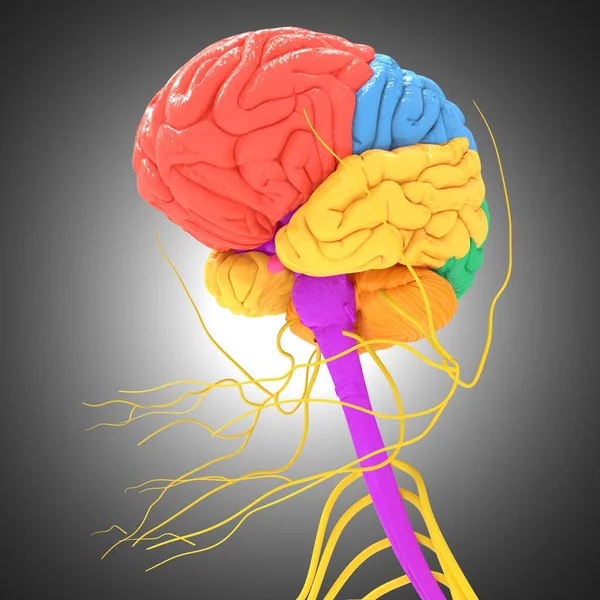 Human Brain Lobes Anatomy For Medical Concept 3D Illustration