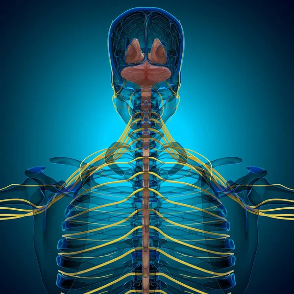 Anatomie Für Medizinisches Konzept Illustration — Stockfoto