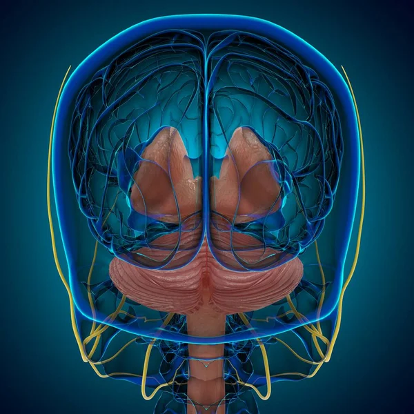 Human Brain inner parts Anatomy For Medical Concept 3D Illustration