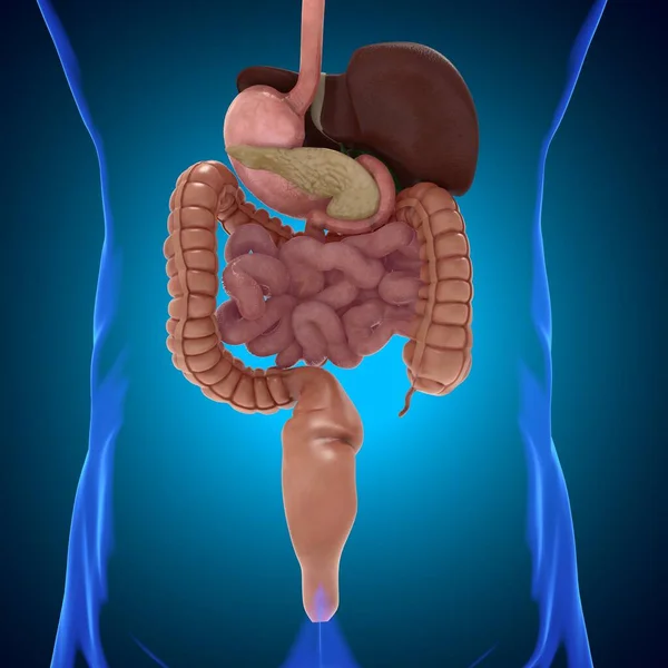 Ludzki Układ Pokarmowy Anatomia Medyczna Koncepcja Ilustracja — Zdjęcie stockowe