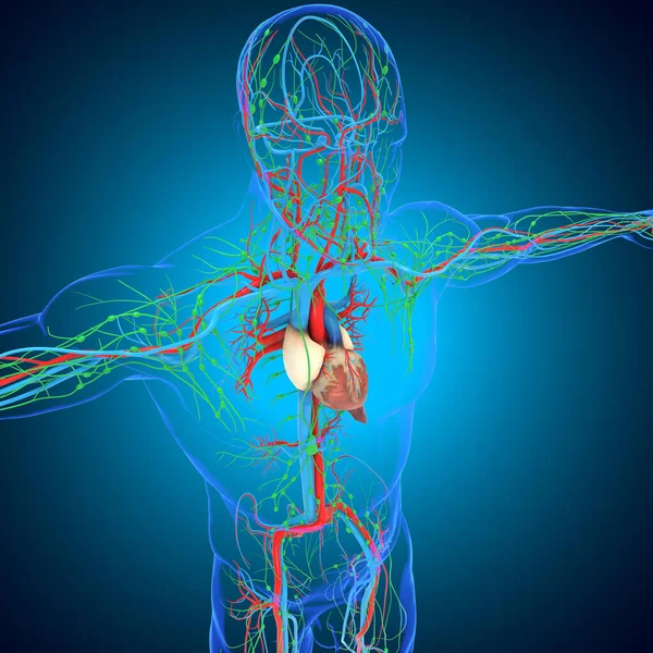 Corazón Humano Con Anatomía Del Sistema Circulatorio Para Ilustración Del —  Fotos de Stock