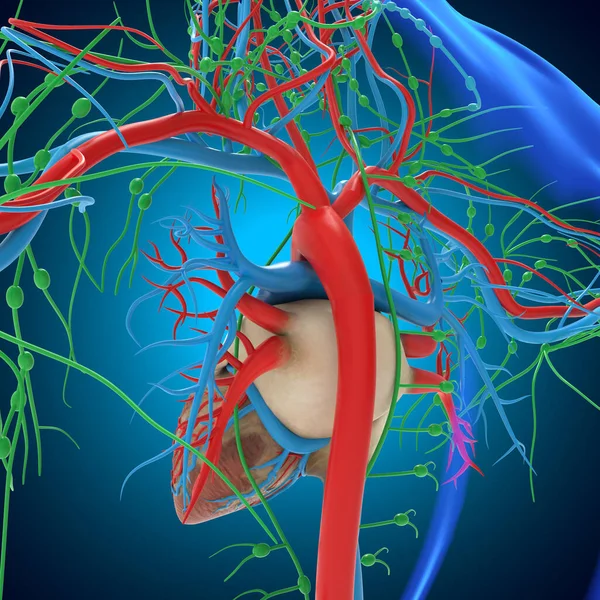 Corazón Humano Con Anatomía Del Sistema Circulatorio Para Ilustración Del —  Fotos de Stock