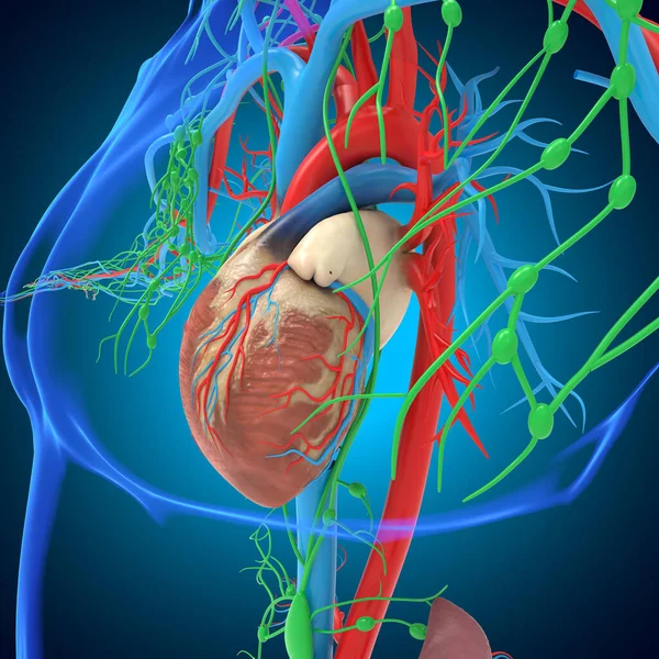 Cuore Umano Con Anatomia Del Sistema Circolatorio Illustrazione Medica Concetto — Foto Stock