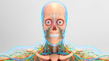 Dolaşım Sistemli İnsan İskeleti Anatomisi ve Tıbbi Konsept için Akciğerler 3 boyutlu İllüstrasyon