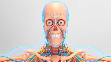 Tıbbi konsept için Dolaşım Sistemli İnsan İskeleti Anatomisi 3 boyutlu İllüstrasyon