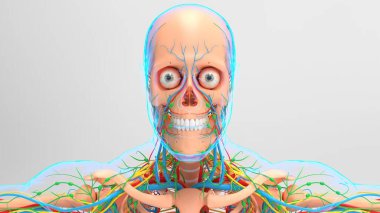 Tıbbi konsept 3D İllüstrasyon için Dolaşım Sistemi ve Lenf Düğümlerine sahip İnsan İskeleti Anatomisi