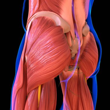 Tıbbi konsept için İnsan Kas Anatomisi 3B İllüstrasyon