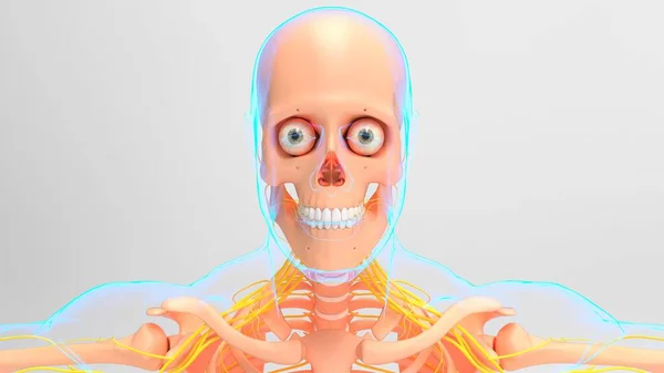 神経系を用いた人間の骨格解剖学 3Dイラスト — ストック写真