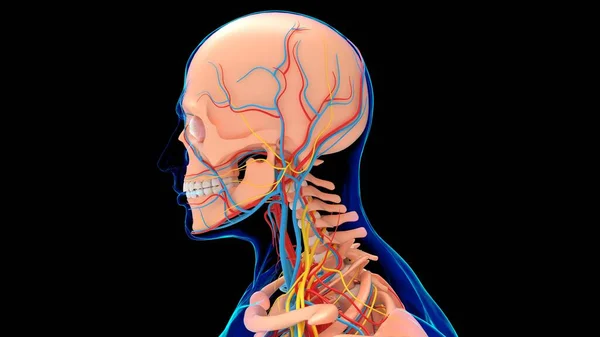 Anatomia Humana Esqueleto Com Sistema Circulatório Para Ilustração Médica Conceito — Fotografia de Stock