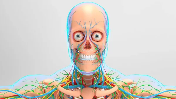 Anatomía Del Esqueleto Humano Con Sistema Circulatorio Ganglios Linfáticos Para —  Fotos de Stock