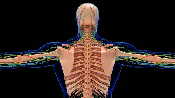 Anatomia Umana Dello Scheletro Con Sistema Circolatorio Polmoni Concetto Medico — Foto Stock
