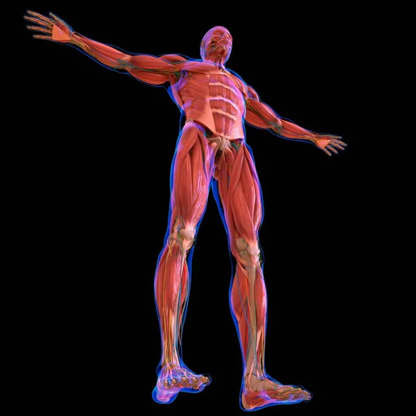Ανθρώπινη Μυϊκή Ανατομία Για Ιατρική Έννοια Εικονογράφηση — Φωτογραφία Αρχείου