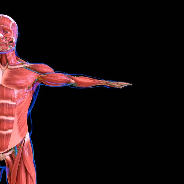 Anatomia Músculo Humano Para Conceito Médico Ilustração — Fotografia de Stock