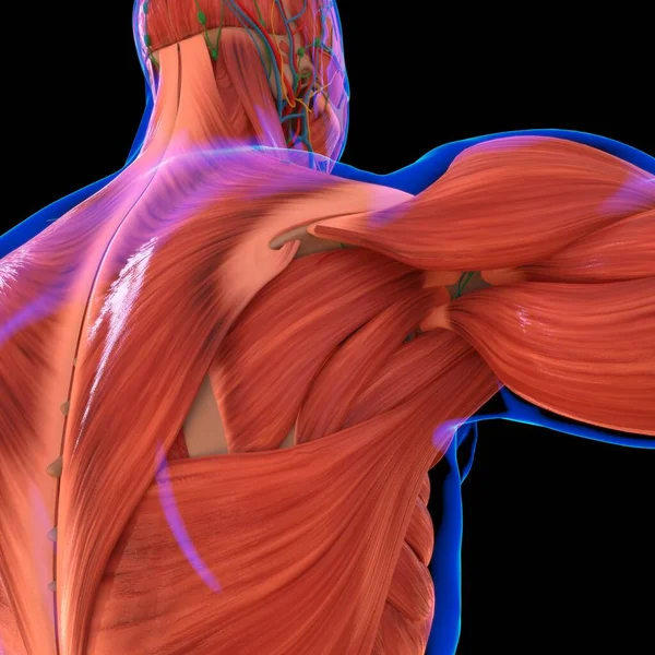 Human Muscle Anatomy For medical concept 3D Illustration