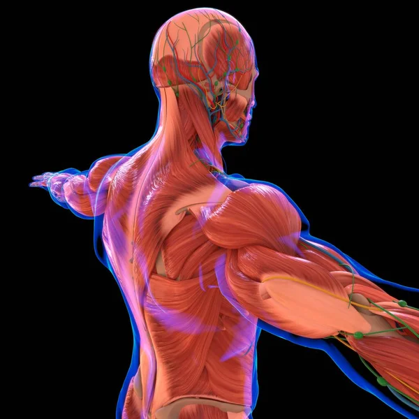 Anatomia Mięśni Ludzkich Dla Koncepcji Medycznej Ilustracja — Zdjęcie stockowe