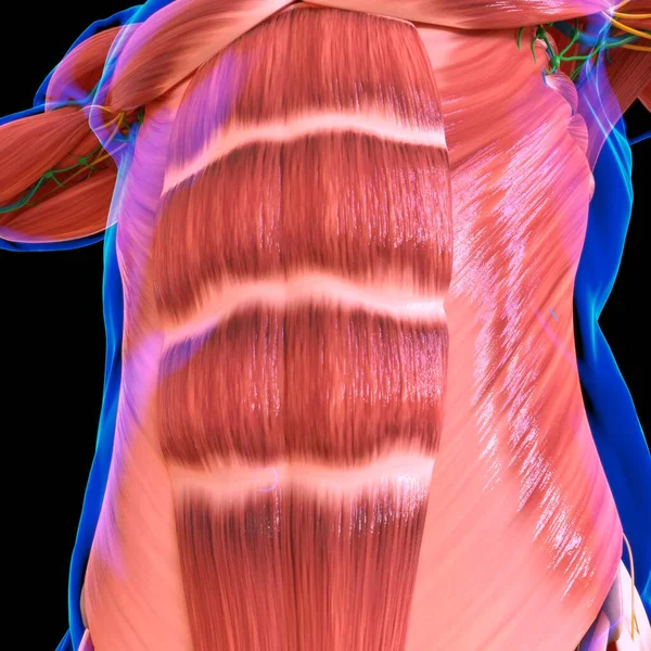 Human Muscle Anatomy For medical concept 3D Illustration