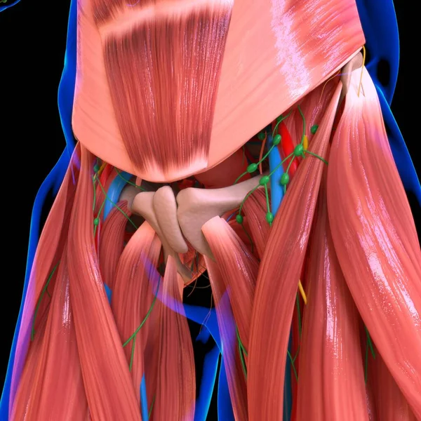 Human Muscle Anatomy For medical concept 3D Illustration