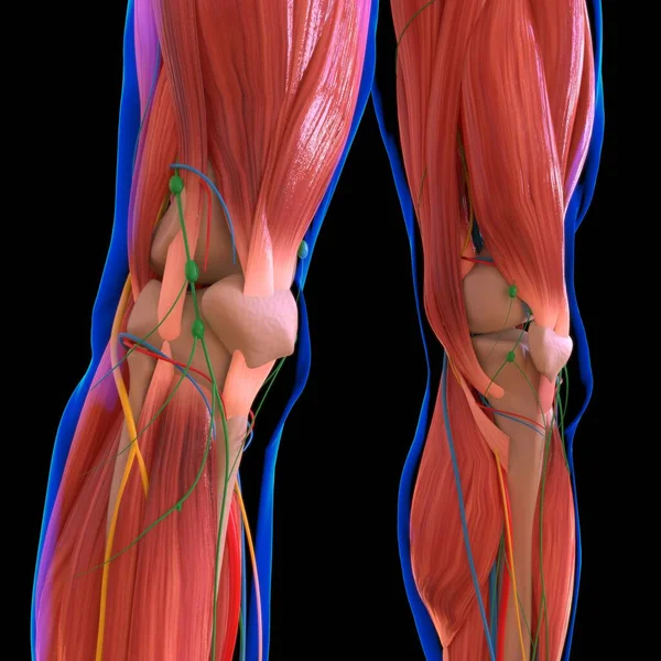 Anatomia Músculo Humano Para Conceito Médico Ilustração — Fotografia de Stock