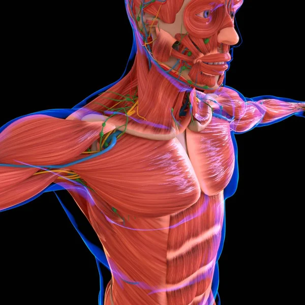 Human Muscle Anatomy For medical concept 3D Illustration