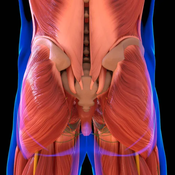 Anatomia Musculară Umană Pentru Conceptul Medical Ilustrație — Fotografie, imagine de stoc