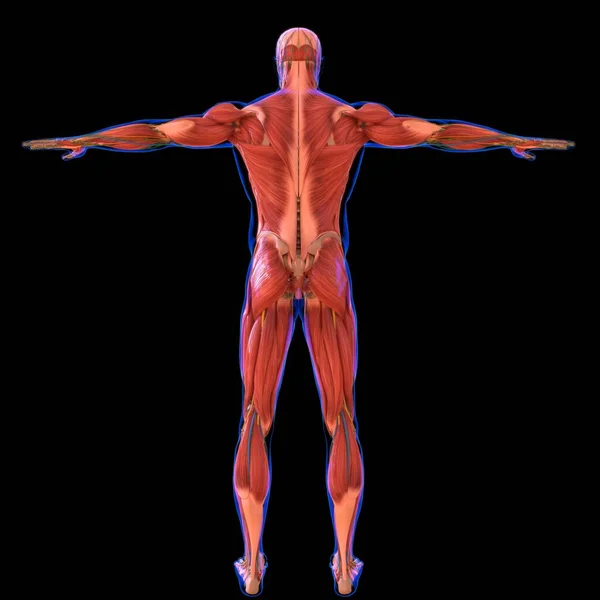 Anatomi Otot Manusia Untuk Konsep Medis Ilustrasi — Stok Foto